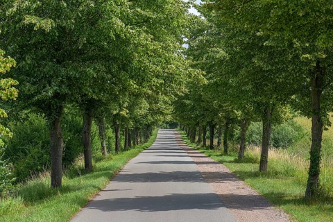 Flowering avenue of lime trees (Tilia platyphyllos), Rehna, Mecklenburg-Vorpommern, Germany, Europe