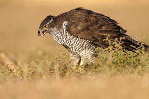 Male Northern Goshawk (Accipiter gentilis), Crested, Agramunt, Catalonia, Spain, Europe