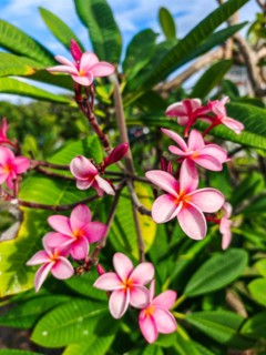 Jardin Botaniqu de Deshaies, botanical garden with flora and fauna in Guadeloupe, Caribbean, French
