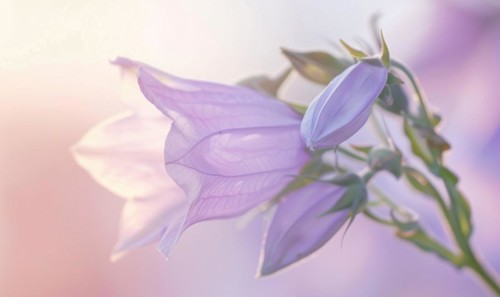 Close-up of a bellflower in soft light, closeup view, selective focus, spring background AI