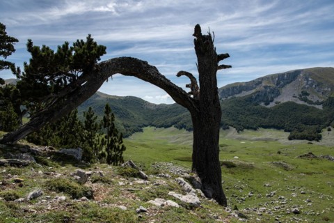 Pollino national park, Pinus heldreichii, italy