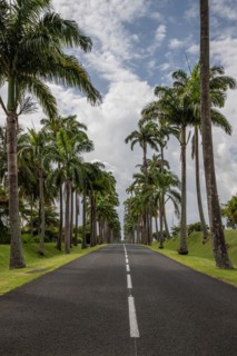 The famous palm avenue l'Allee Dumanoir. Landscape shot from the centre of the street into the