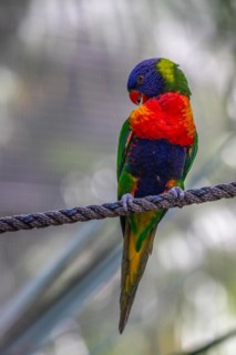 Portrait of a loris, parrot. Beautiful shot of the animals in the forest on Guadeloupe, Caribbean,
