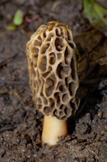 Edible morel grey-brown honeycomb-like fruiting body and white stalk in soil