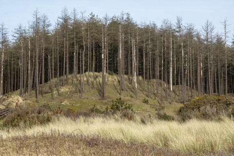 Dead trees, LLanddwyn Bay, Newborough, Isle of Anglesey, Wales, Great Britain