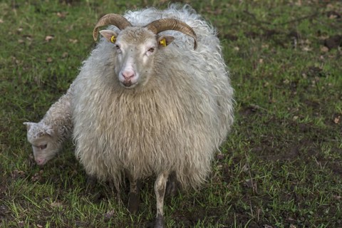 Horned moorland sheep (Ovis aries) with their lamb on the pasture, Mecklenburg-Western Pomerania,