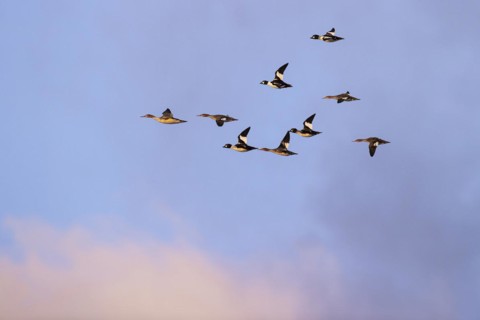 Red-breasted Merganser (Mergus serrator) and Common Goldeneye (Bucephala clangula), small flock in