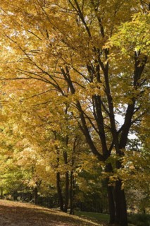 Silhouetted yellow Acer, Maple trees and fallen leaves on ground in sloped residential backyard in
