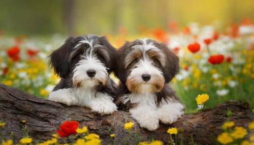 KI generated, animal, animals, mammal, mammals, bobtail, (Canis lupus familiaris), dog, dogs,