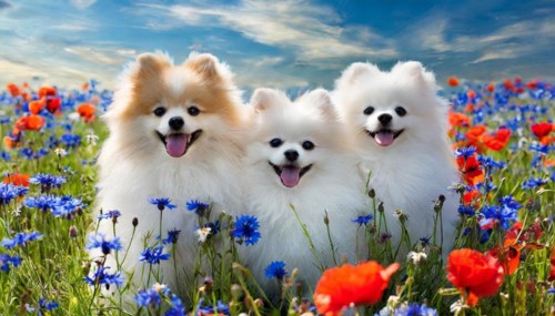 KI generate, animal, animals, mammal, mammals, dwarf spitz, Spitz, (Canis lupus familiaris), dog,