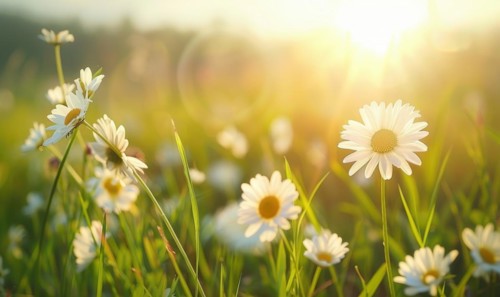 Daisies in a field at sunset, fields and meadows, spring nature background AI generated