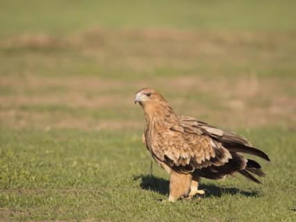 Juvenile Iberian Eagle, Spanish Imperial Eagle (Aquila adalberti) and european magpie (Pica pica),