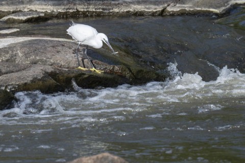 Cattle Egret Cattle Egret (Bubulcus ibis), Mziki Private Game Reserve, North West Province, South