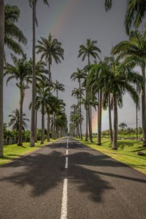 The famous palm avenue l'Allee Dumanoir. Landscape shot from the centre of the street into the