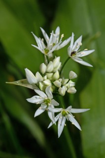 Wild garlic a few open white flowers