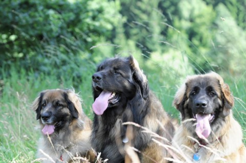 Leonberger dogs, Three dogs sitting relaxed in the grass, one is looking forward, Leonberger dog,