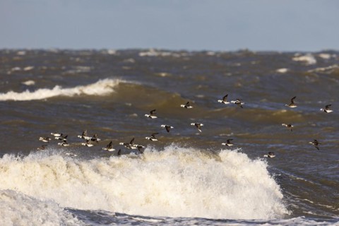 Long-tailed duck (Clangula hyemalis), small flock in flight over turbulent sea, Laanemaa, Estonia,