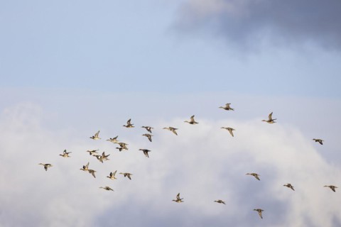 Gadwall (Anas strepera) and wigeon (Anas penelope), small flock in flight, Laanemaa, Estonia,