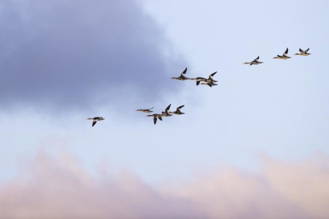 Red-breasted Merganser (Mergus serrator), small flock in flight, Laanemaa, Estonia, Europe