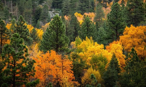 The vibrant colors of autumn foliage contrasting with the deep green of pine trees in a forest,