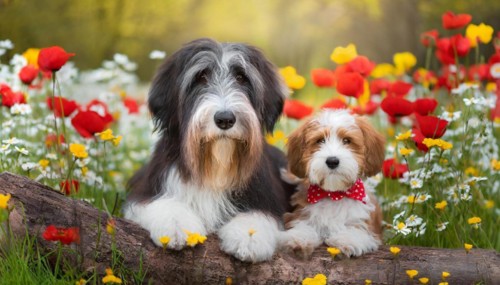 KI generated, animal, animals, mammal, mammals, bobtail, (Canis lupus familiaris), dog, dogs,
