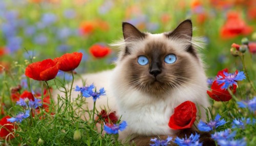 KI generated, animal, animals, mammal, mammals, cat, felidae (Felis catus), a cat lies in a meadow