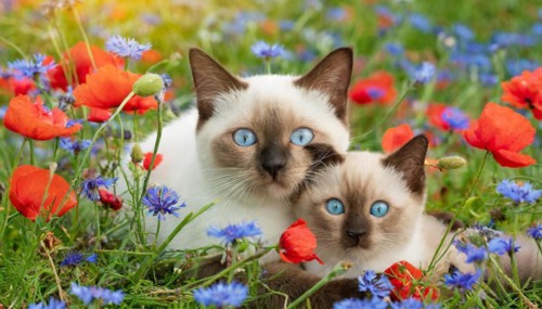KI generated, animal, animals, mammal, mammals, cat, felidae (Felis catus), a cat and a kitten