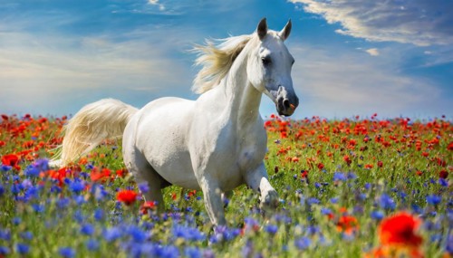 KI generated, A horse, horses, Arabian, in front of a blue sky, thoroughbred Arabian, AV, Arabian
