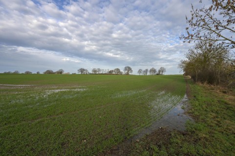 Flooded field with germinating winter wheat (Triticum aestivum), Mecklenburg-Western Pomerania,