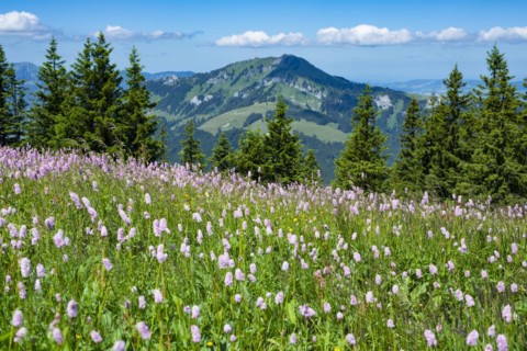 Snake knotweed (Bistorta officinalis), at Wertacher Hoernle, 1695m, behind it the Gruenten, 1783m,