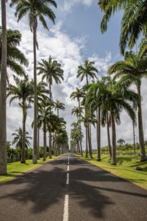 The famous palm avenue l'Allee Dumanoir. Landscape shot from the centre of the street into the