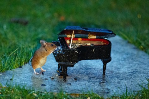 Wood mouse leaning against piano on stone slab in green grass standing playing looking right