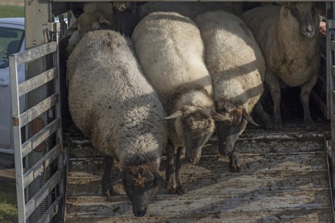 Black-headed domestic sheep (Ovis gmelini aries) run out of the cattle truck onto the pasture,