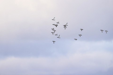 Greater scaup (Aythya marila), small flock in flight, Laanemaa, Estonia, Europe