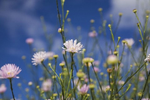 Close-up of mauve Erigeron, Fleabane flowers against a blue sky in late summer, Quebec, Canada,