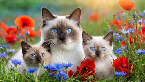 KI generated, animal, animals, mammal, mammals, cat, felidae (Felis catus), a cat and two kittens