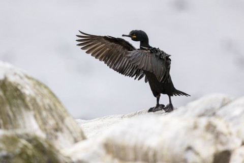 Common shag (Phalacrocorax aristotelis) flapping its wings, Hornoya Island, Vardo, Varanger,