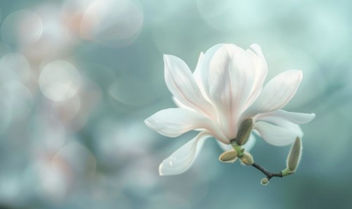 Close-up of a delicate magnolia blossom against a soft blurred background, floral background AI