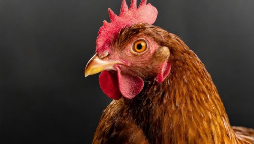 Agriculture, Animals, Chickens, Portrait of a hen, AI generated, AI generated