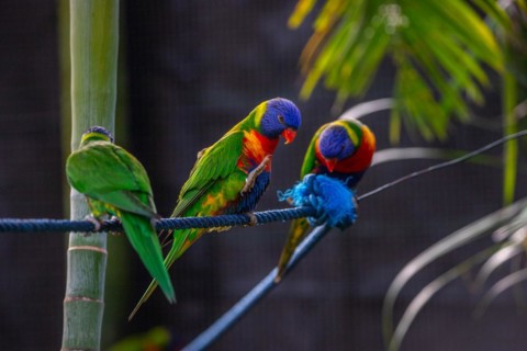 Portrait of a loris, parrot. Beautiful shot of the animals in the forest on Guadeloupe, Caribbean,