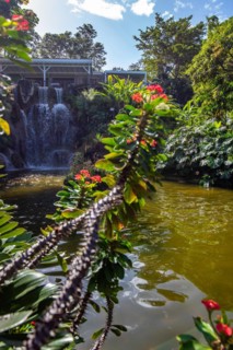 Jardin Botaniqu de Deshaies, botanical garden with flora and fauna in Guadeloupe, Caribbean, French
