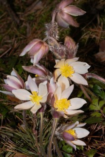 Spring pasque flower some closed and open pink flowers on top of each other