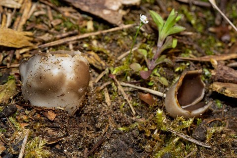 Black and white ribbed cup lobelia two cup-shaped brown fruiting bodies next to each other in