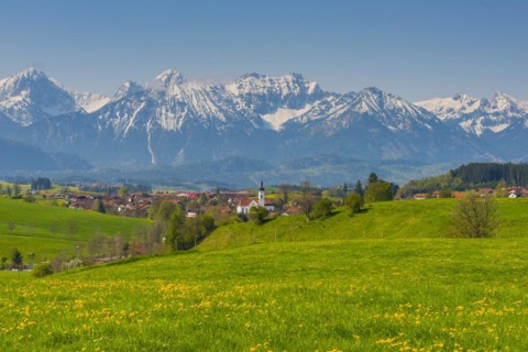 Common dandelion (Taraxacum sect. Ruderalia) in spring, meadow near Rieden am Forggensee,