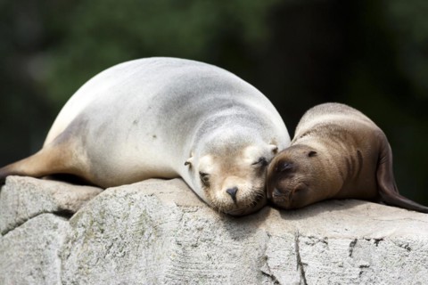 California sea lion (Zalophus californianus), An adult sea lion and a juvenile showing love and