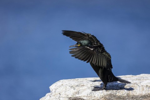 Common shag (Phalacrocorax aristotelis) flapping its wings, Hornoya Island, Vardo, Varanger,