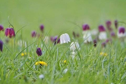 Charming chequerboard flower, spring, Germany, Europe