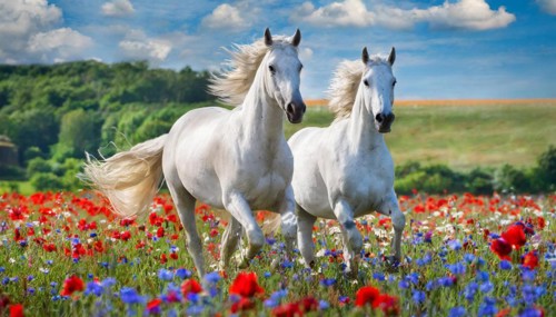 KI generated, A horse, horses, Arabian, in front of a blue sky, thoroughbred Arabian, AV, Arabian
