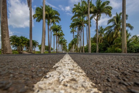 The famous palm avenue l'Allee Dumanoir. Landscape shot from the centre of the street into the