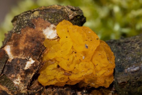 Golden yellow trembling yellowish gelatinous fruiting body on tree trunk